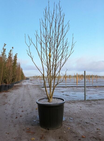 Großblumige Magnolie 'Galaxy' (Magnolia 'Galaxy') 250-300 cm C180, mehrstämmiger Jungbaum im Containerpflanzgefäß.