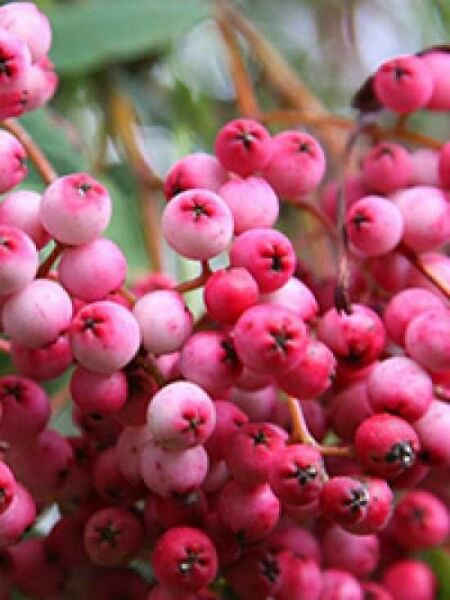 Vielfiedrige Eberesche / Sorbus vilmorinii