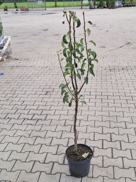 Pyrus communis 'Konferenzbirne' / Birne 'Konferenzbirne' 100-125 cm C5, junger Obstbaum im Topf mit aufrechtem Stamm und grünen Blättern.