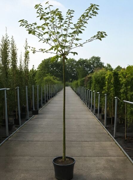 Edel-Goldregen Hochstamm (Laburnum watereri 'Vossii') im Container, 6–8 StU, mit schlankem Stamm und verzweigter Krone.