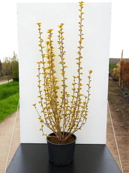 Physocarpus opulifolius 'Amber Jubilee ®' / Blasenspiere 'Amber Jubilee ®', 100-125 cm, C20, Topfstrauch mit gelbem Laub