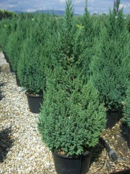 Juniperus chinensis 'Stricta' / Chinesischer Wacholder / Kegel-Wacholder