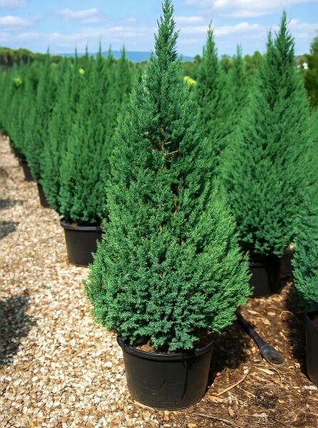 Chinesischer Wacholder (Juniperus chinensis 'Stricta') 100–125 cm im Container C25, kegelförmiger, dicht verzweigter Nadelstrauch.