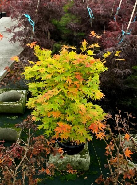 Japanischer Goldahorn (Acer shirasawanum) 'Autumn Moon', Vollmond-Ahorn 80-100 cm C20, im Topf mit gelb-orangefarbenem Laub