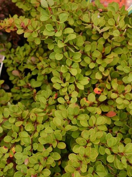 Berberis thunbergii 'Green Carpet' / Teppich-Berberitze