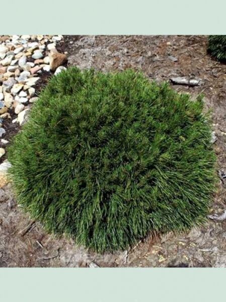 Pinus mugo 'Varella' / kompakte Kugelkiefer