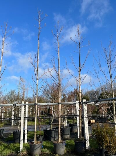 Paulownia fortunei 'Fast Blue' – Blauglockenbaum, Hochstamm 16-18 StU im Container, laublose Jungbäume in Baumschule