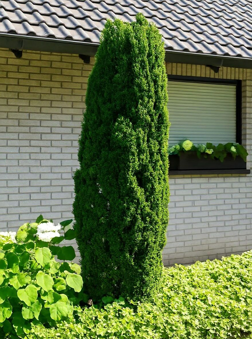 elefantenohr obi Elefantenohr (Alocasia portodora) kaufen