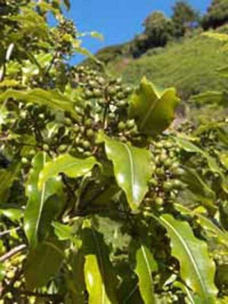 Pittosporum eugenioides / Zitronen-Klebsame