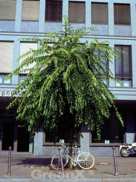 Nordamerikanischer Zürgelbaum / Celtis occidentalis