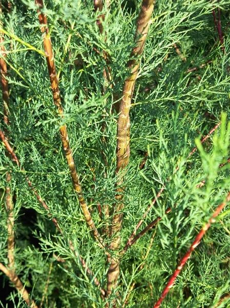 Sommer-Tamariske 'Hulsdonk White' / Tamarix ramosissima 'Hulsdonk White'