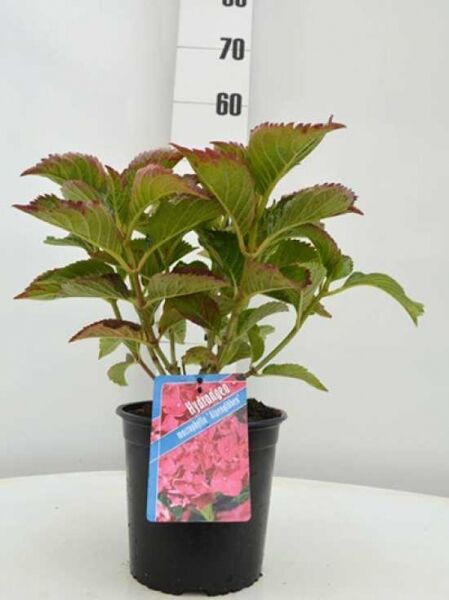 Bauern-Hortensie 'Alpenglühen' / Hydrangea macrophylla 'Alpenglühen'