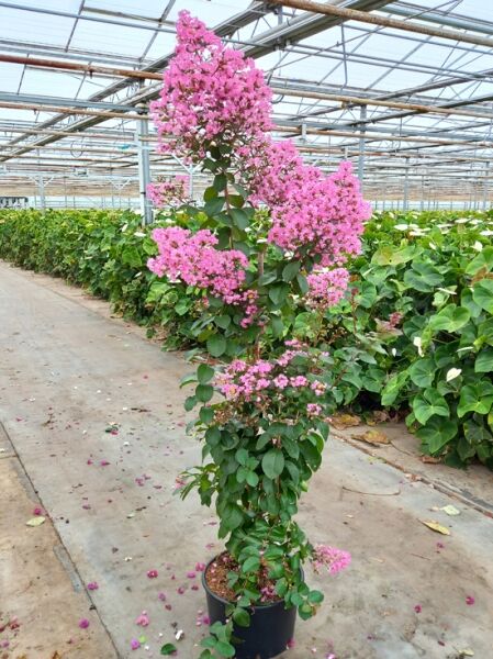 Lagerstroemia indica ’Rose Indien‘ / Indische Lagerströmie ’Rose Indien‘ 150-175 cm C20, Kübelpflanze mit pinken Blütenrispen