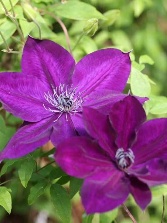 Waldrebe 'dark Eyes'   Clematis Viticella 'dark Eyes' Kaufen