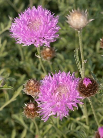 Centaurea pulcherrima / Silber-Flockenblume
