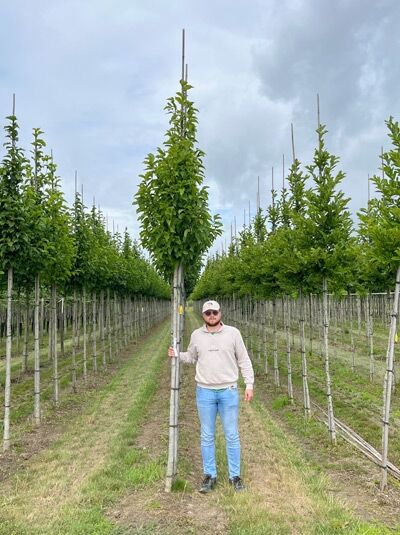 Kobus-Magnolie / Kobushi-Magnolie / Kobus-Magnolie / Kobushi-Magnolie