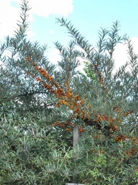 Sanddorn 'Leikora (w) + Pollmix (m)' / Hippophae rhamnoides 'Leikora (w) + Pollmix (m)'