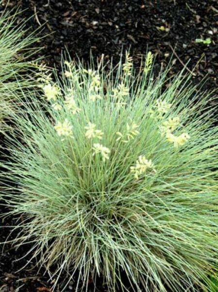 Festuca glauca 'Golden Toupee' / Festuca cinerea 'Golden Toupee' / Goldschwingel