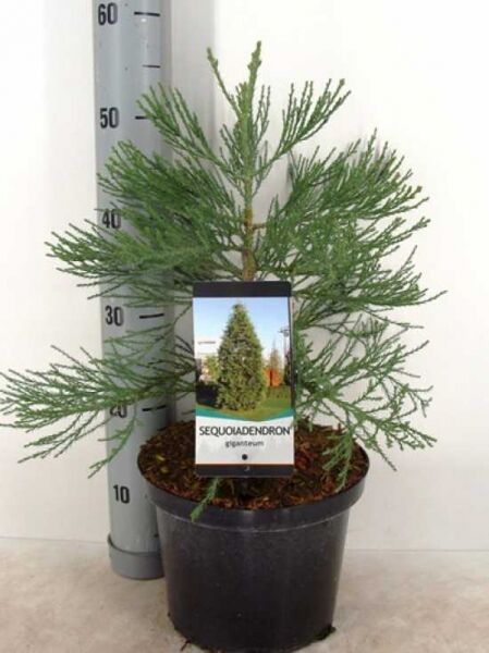 Sequoiadendron giganteum, Mammutbaum/Bergmammutbaum, ca. 40–50 cm, im C3-Topf mit grünen Nadelzweigen und Pflanzenetikett