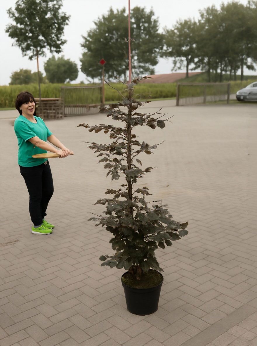 Blut-Buche 'Purpurea' (Heckenpflanze) - Fagus sylvatica 'Purpurea'