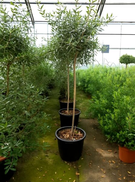 Olea europaea (Olivenbaum/Echter Ölbaum) Halbstamm 5-6 STU C10 im Topf, mit kugeliger Krone und schmalen Blättern.