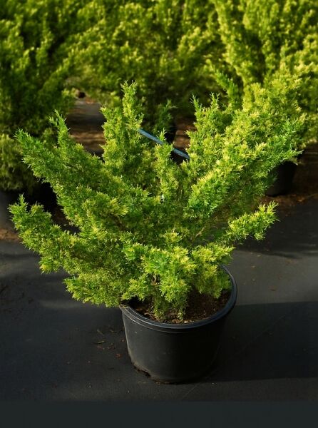Goldgelber Wacholder (Juniperus chinensis 'Plumosa Aureovariegata') im Topf, buschiger Wuchs, gelbgrünes Nadelkleid.