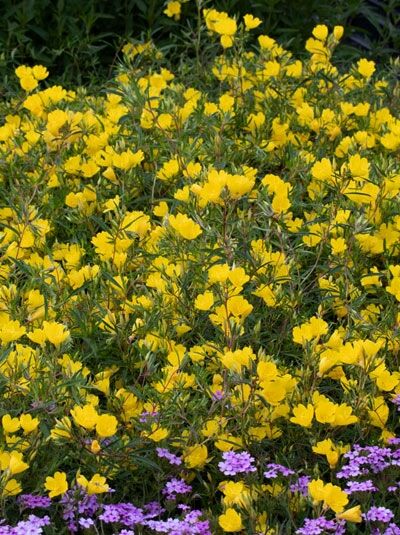 Nachtkerze 'African Sun ®' / Oenothera x hybride 'African Sun ®'