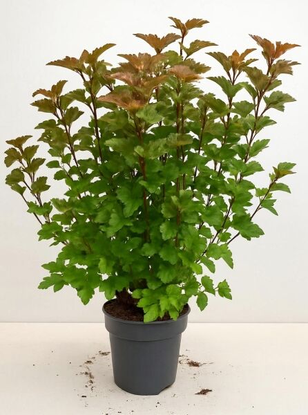 Physocarpus opulifolius 'Amber Jubilee ®' (Blasenspiere) 80-100 cm C12, buschiger Strauch im Topf mit grünem Laub und rötlichem Austrieb.