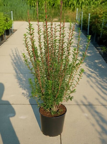 Enkianthus campanulatus (Glockige Prachtglocke), Strauch im Topf, 100-125 cm, C12, mit aufrechten Trieben und grünem Laub.