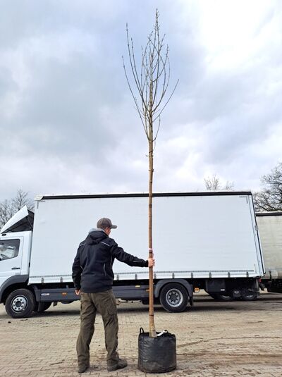 Fraxinus pennsylvanica 'Summit' (Pennsylvanische Esche 'Summit') Hochstamm im Container, 12–14 StU, mit kahler Krone.