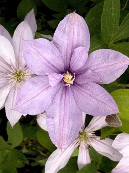 Waldrebe 'Forever Friends' / Clematis 'Forever Friends' PBR