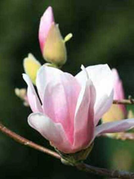 Magnolia soulangiana / Tulpen-Magnolie