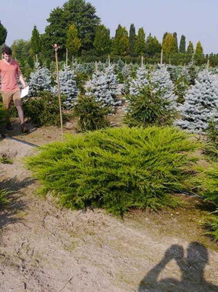 Juniperus pfitzeriana 'Mint Julep' / Grüner Pfitzer-Strauch-Wacholder 'Mint Julep' 175-200 cm (breit), Solitär im Feld