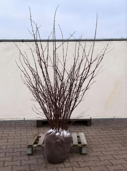 Blut-Berberitze (Berberis thunbergii) 'Atropurpurea' 125–150 cm, mehrtriebiger Strauch mit Ballen, unbelaubt.