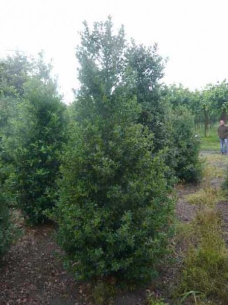 Europäische Stechpalme 'Alaska'  / Ilex aquifolium 'Alaska'
