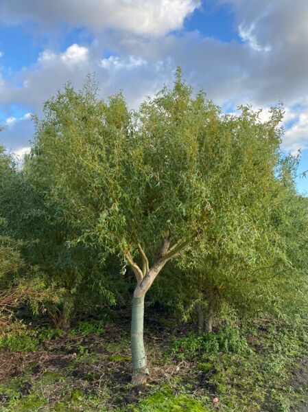 Salix 'Caradoc' / Gold-Korkenzieherweide 'Caradoc', Hochstamm mit dichter, runder Krone und schmalen grünen Blättern