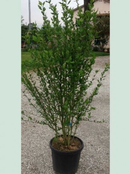 Roseneibisch 'Blue Bird ®' / Hibiscus syriacus 'Oiseau Bleu ®' / 'Blue Bird ®'