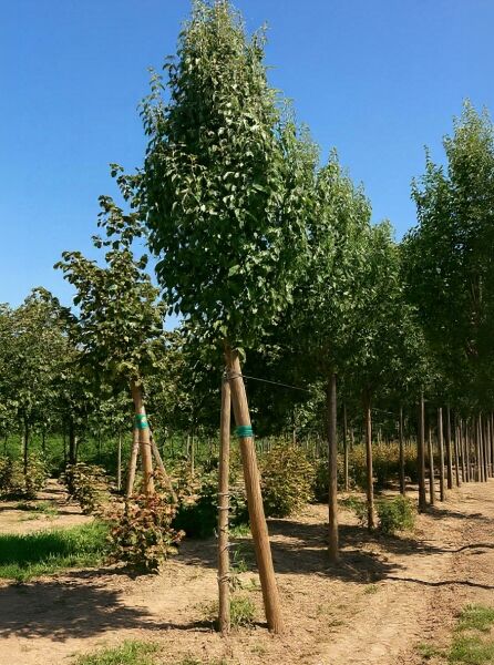 Malus tschonoskii (Wollapfel) Hochstamm 20-25 StU m. Db., junger Baum mit aufrechtem Stamm und dichter grüner Krone.
