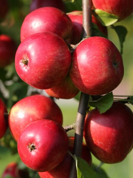 Apfel &#039;Red Devil&#039; / Malus domestica &#039;Red Devil&#039;