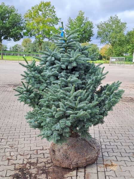 Abies procera 'Bizarro' / Edel-Tanne 'Bizarro' 125-150 cm m. B., blaugraue Nadeln, kompakter Wuchs, Ballenware