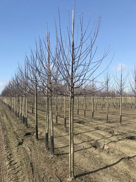 Malus domestica 'Ecolette' / Apfel 'Ecolette' Hochstamm 18-20 StU m. Db., laubloser Obstbaum im Feldanbau mit Stützpfahl