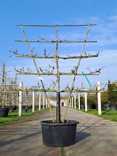 Apfelspalier 'Grahams Jubiläumsapfel' H:130 B:160 T:20 (Stamm 60 cm) / Malus domestica 'Grahams Jubiläumsapfel' (876056)