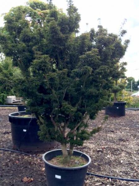 Löwenkopf-Ahorn (Acer palmatum 'Shishigashira' / 'Cristatum') im Container C240, 150–175 cm, mehrstämmig, dicht verzweigt.