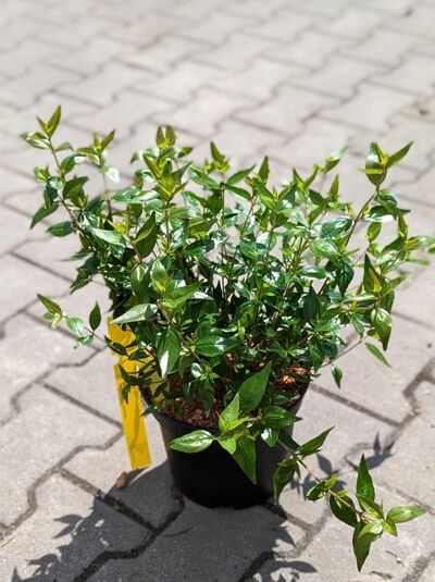Abelia grandiflora 'Sherwood' / Großblumige Abelie 'Sherwood' im 20-30 cm hohen Topf C3 mit grünen Blättern.