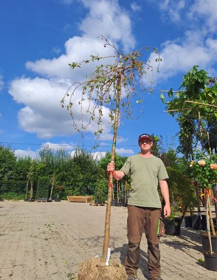 Malus 'Red Jade' / Zierapfel 'Red Jade' Hochstamm 8-10 StU im Container mit hängender Krone und grünem Laub