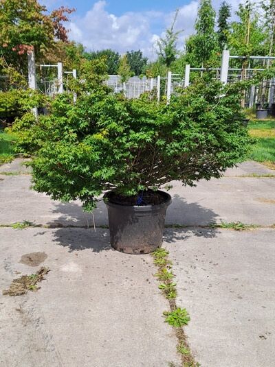Zwerg-Fächer-Ahorn (Acer palmatum) 'Little Princess', buschiger Strauch im Topf, 80–100 cm, C50