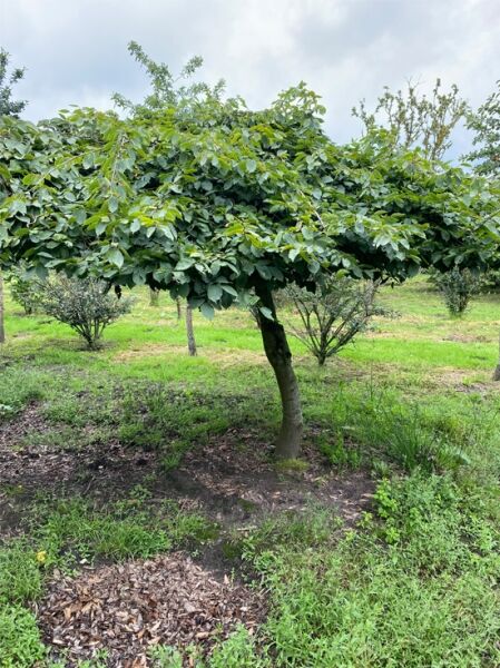 Trauer-Hainbuche / Hänge-Hainbuche Charakterbaum / Carpinus betulus &#039;Pendula&#039; Stammhöhe 250 cm Kronenbreite 250-300 cm