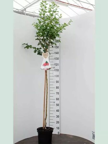 Echter Rotdorn 'Paul's Scarlet' / Crataegus laevigata 'Paul's Scarlet'