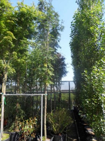 Sorbus aucuparia 'Edulis' / Mährische Eberesche / Essbare Eberesche