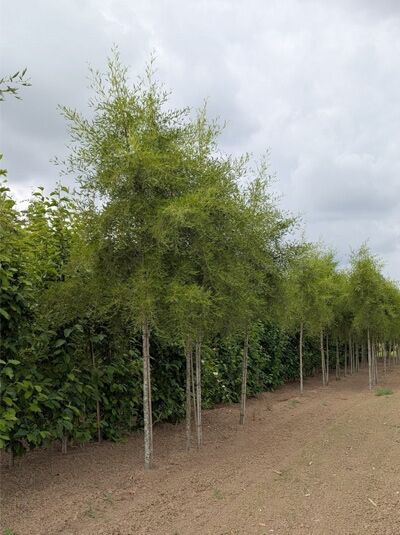 Bambus-Erle (Alnus glutinosa 'Imperialis') Hochstamm 20-25 StU, schlanker Stamm mit feinem, filigranem Laub in Baumschule